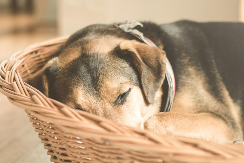 Dog Sleeping