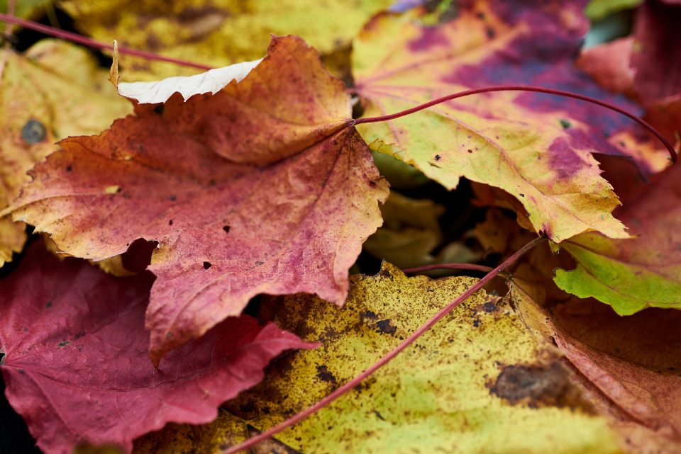 Autumn Leaves