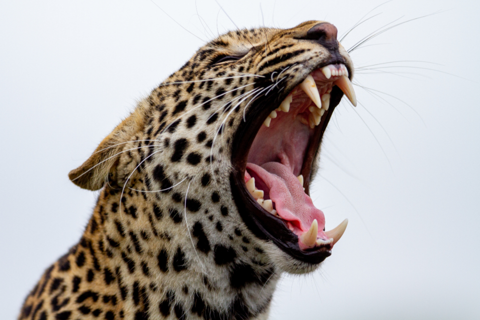 Leopard Nature
