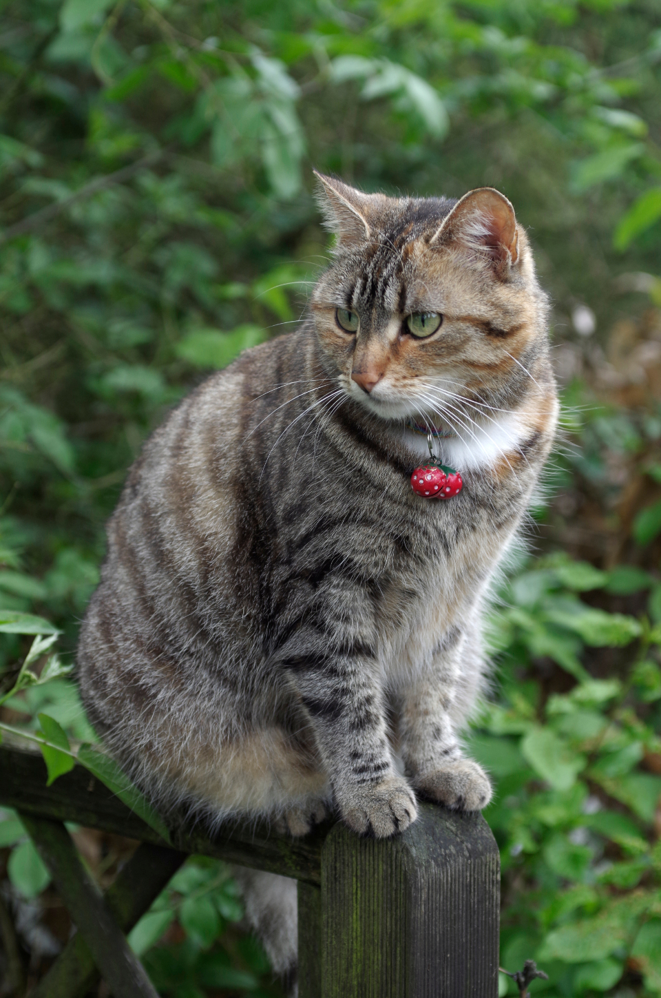 Cat Pet