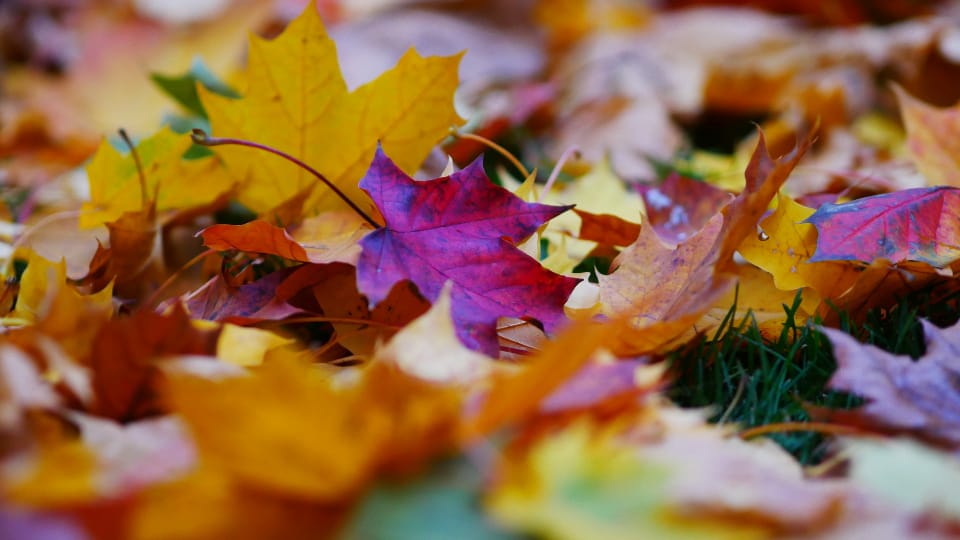 Autumn Leaves
