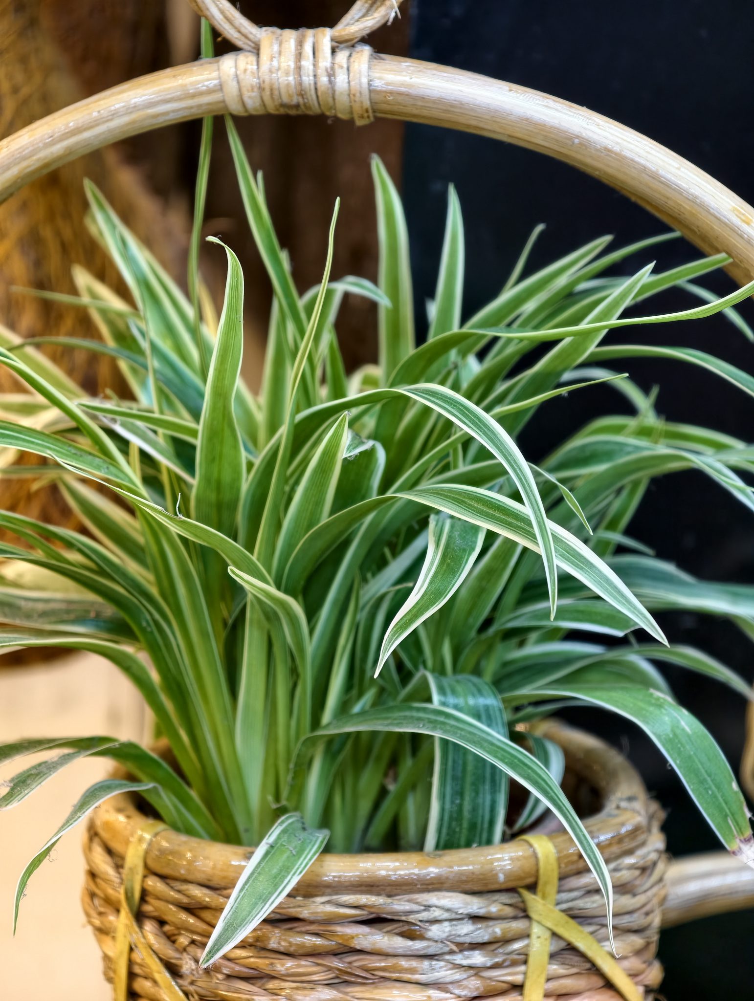 Healthy spider plant with arching green leaves edged in creamy white variegation, displayed in a wov