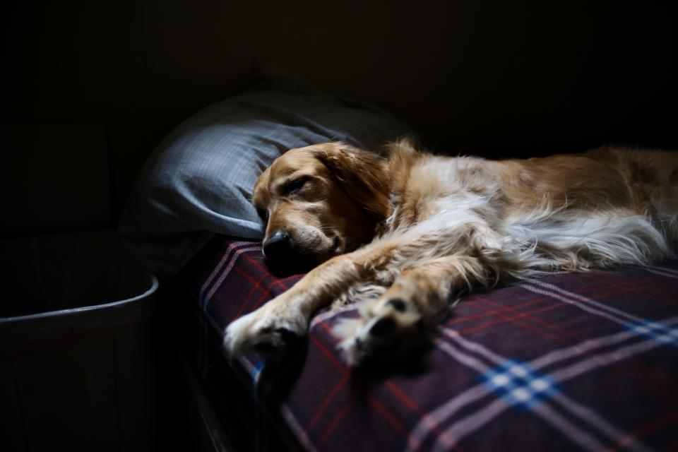 Dog Goldenretriever