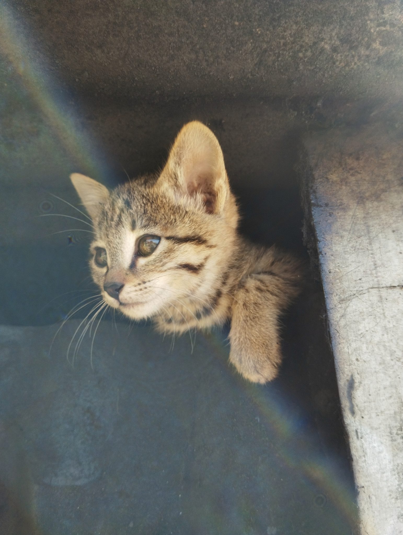 Curious tabby kitten peering up from a dark corner