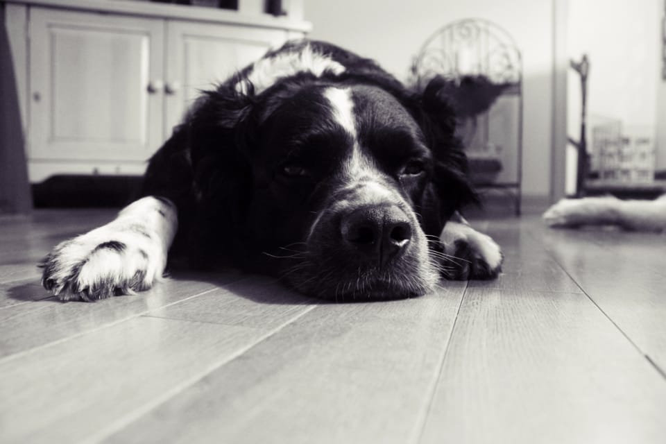 Dog Pet