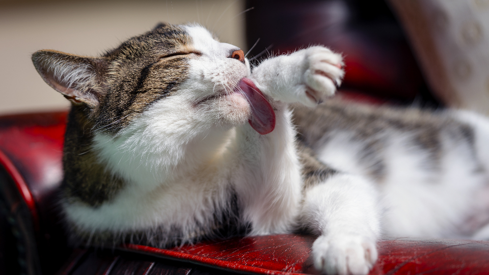 Cat Grooming