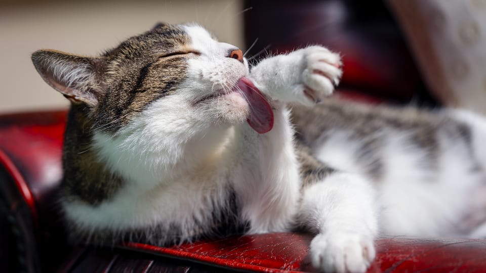 Cat Grooming
