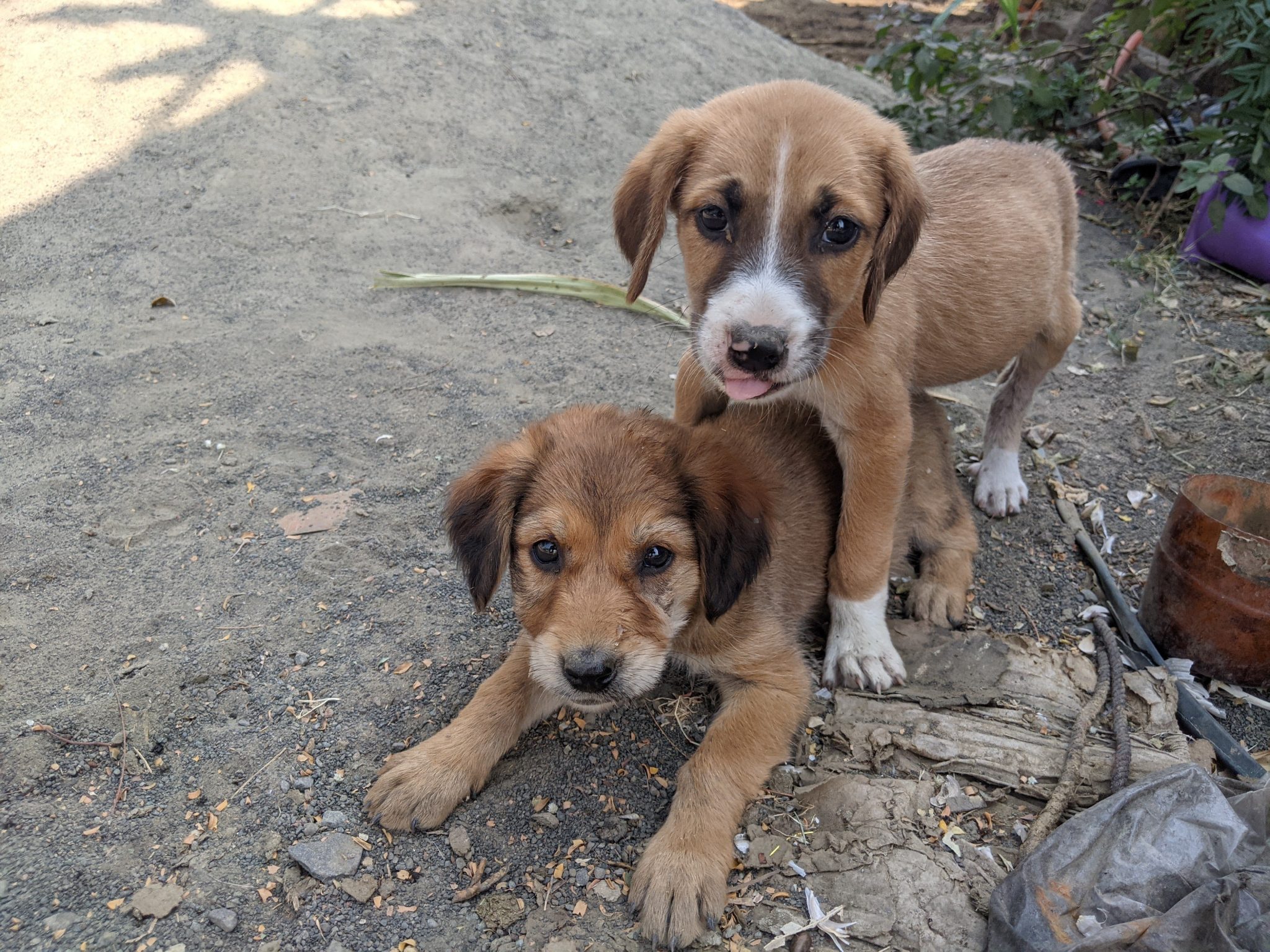 Two playful puppies are seen in a dirt area. One puppy, with a brownish fur coat, is lying down, whi
