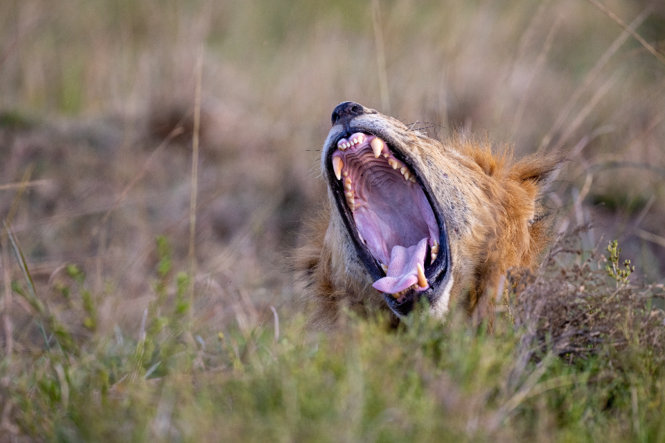 African Lion