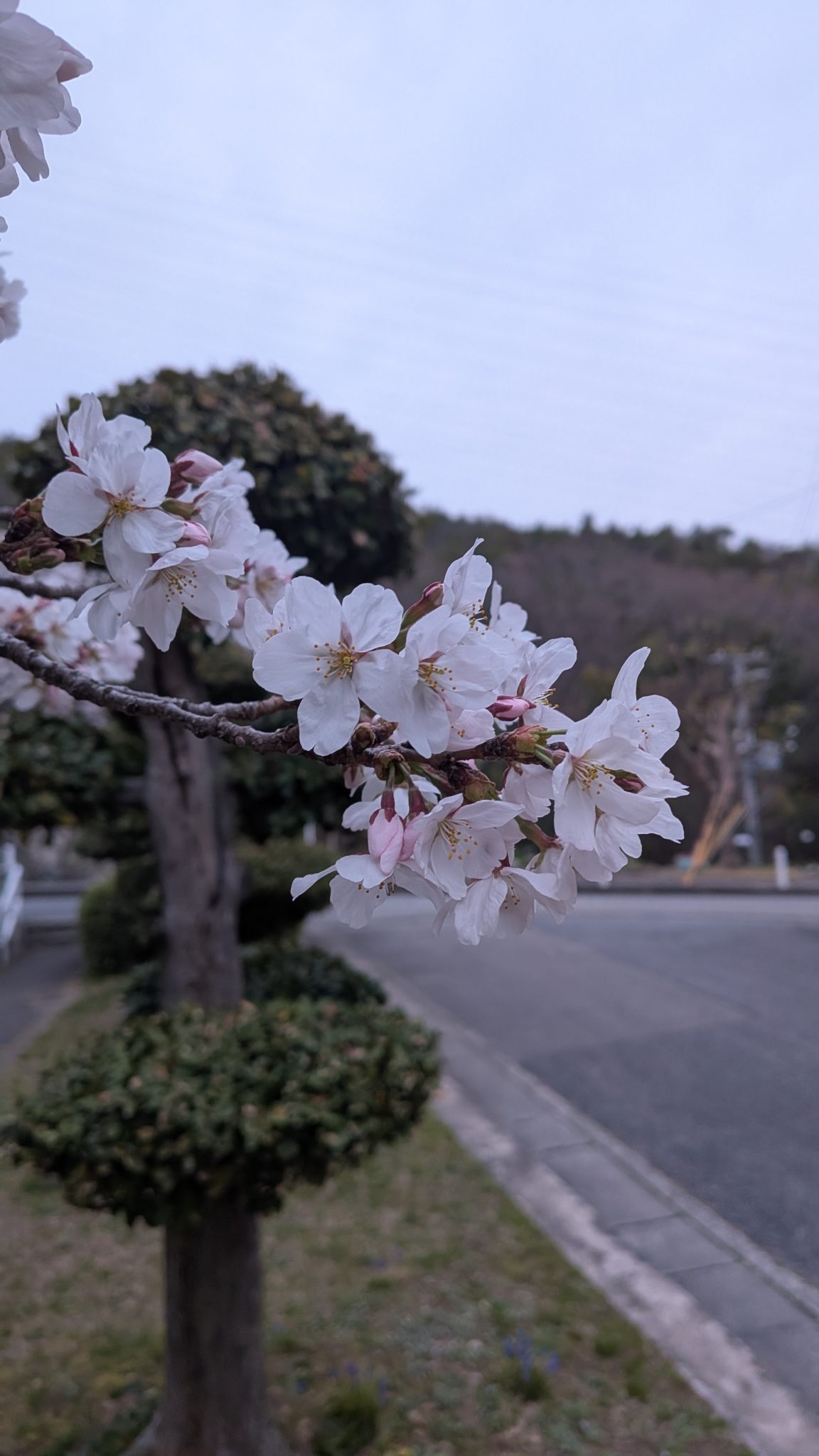 A close-up of cherry blossoms in Japan, showing white petals and pink buds on a branch, with a blurr