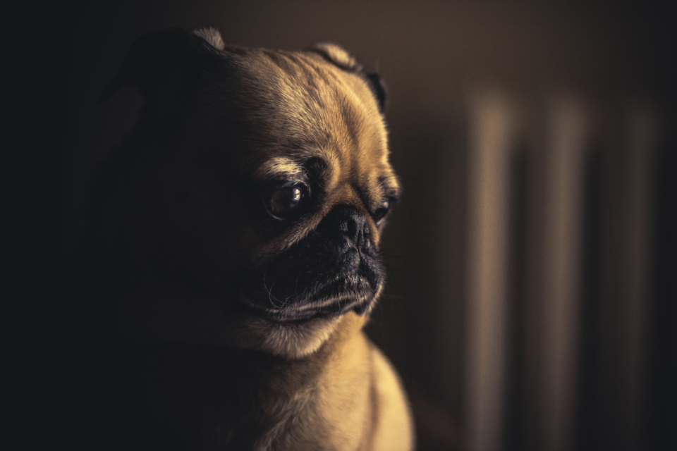 Dog Pug