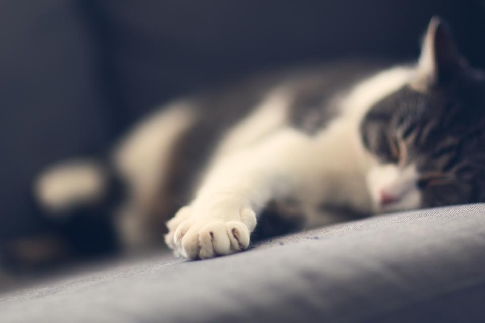 Cat Pet