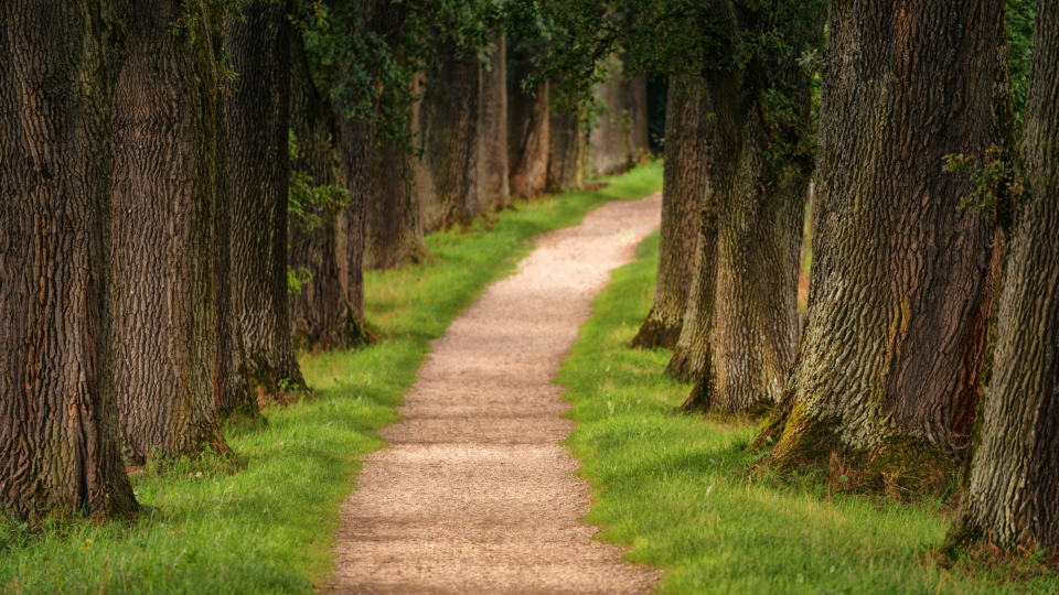 Park Trees