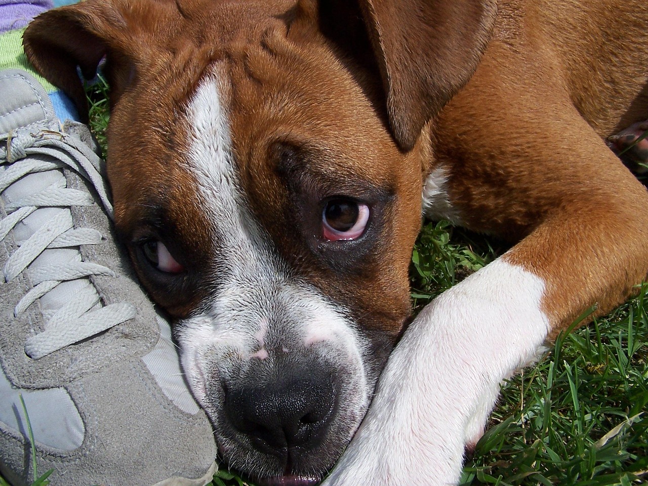 dog, animal, pet