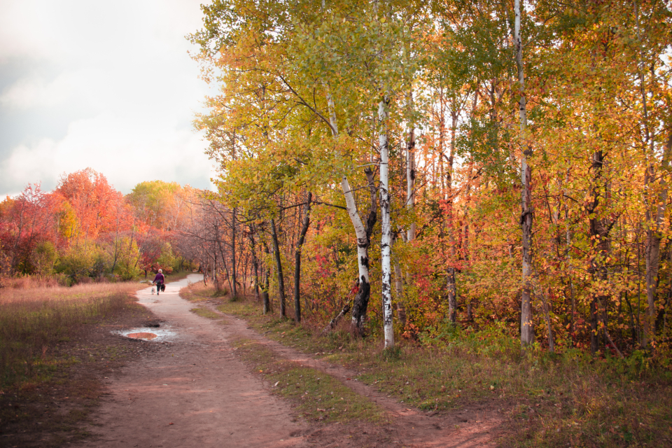 Autumn Path