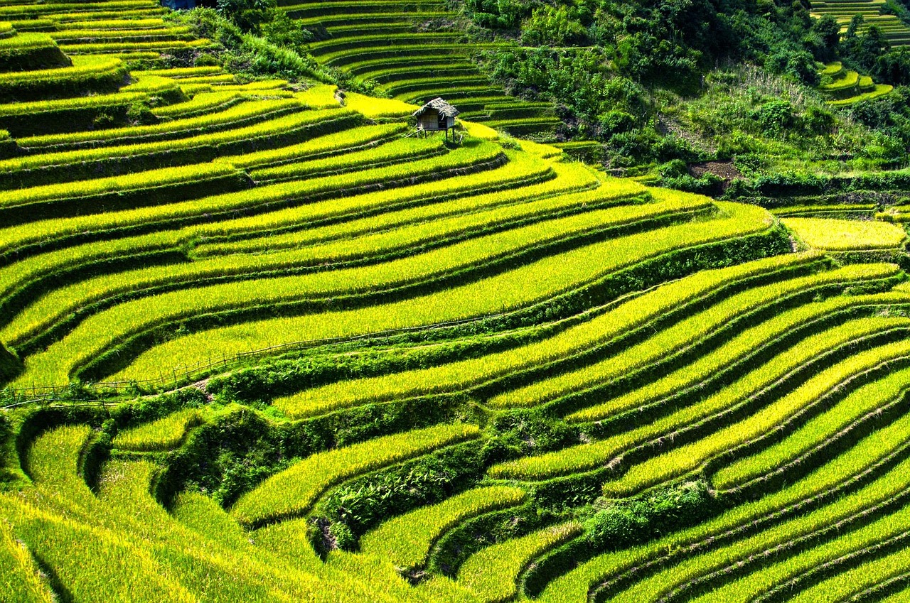 rice terraces, rice fields, terraced fields