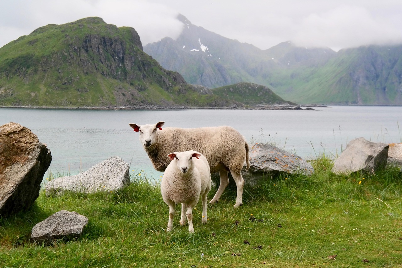 sheep, lamb, water
