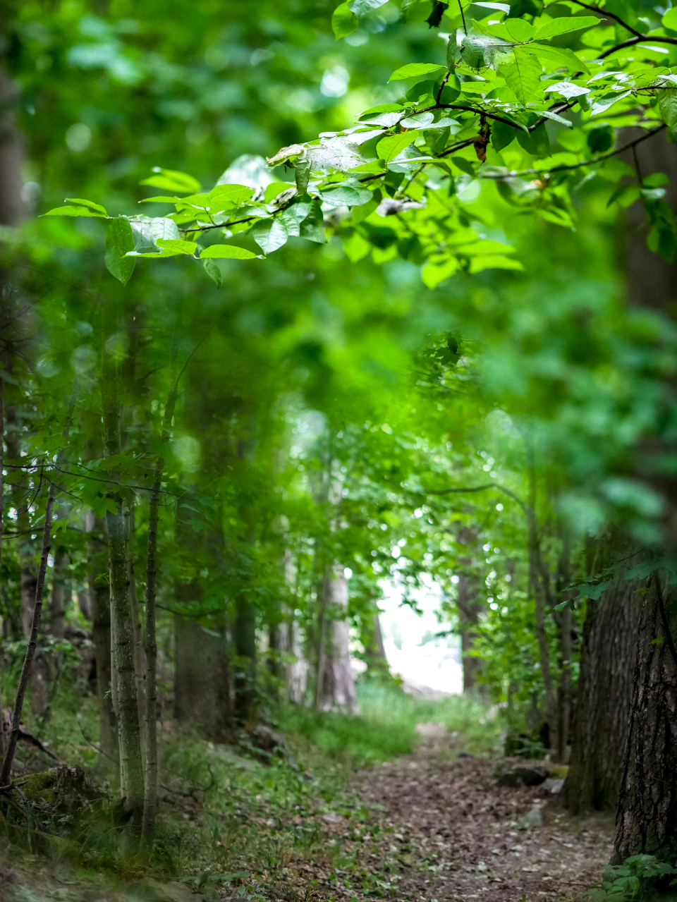 Walking Path