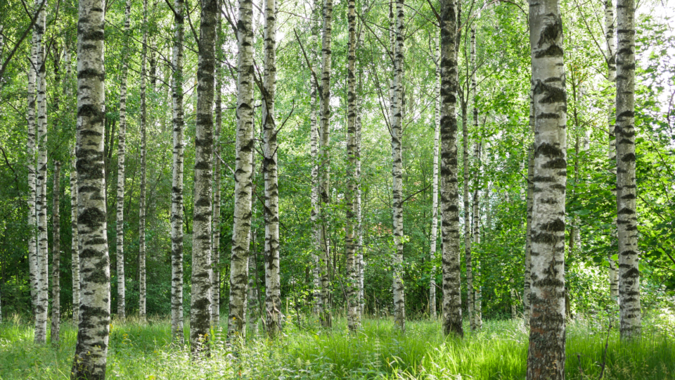 Nature Path