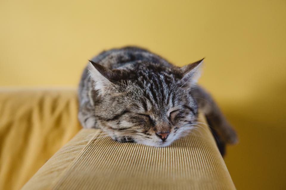 Cat Cute
