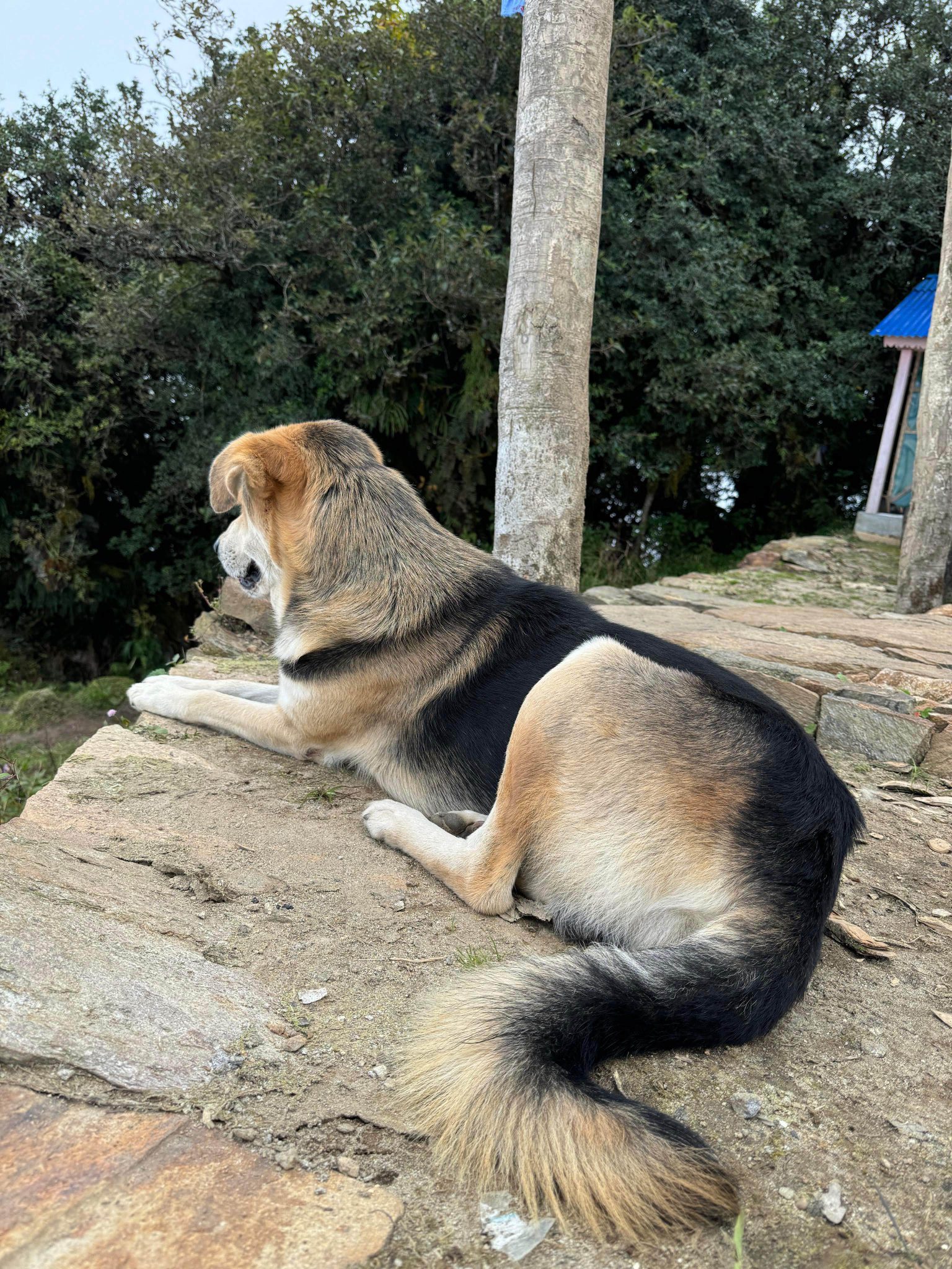 A side-view shot of a mixed-breed dog with black, tan, and cream-colored fur lying down on a flat st