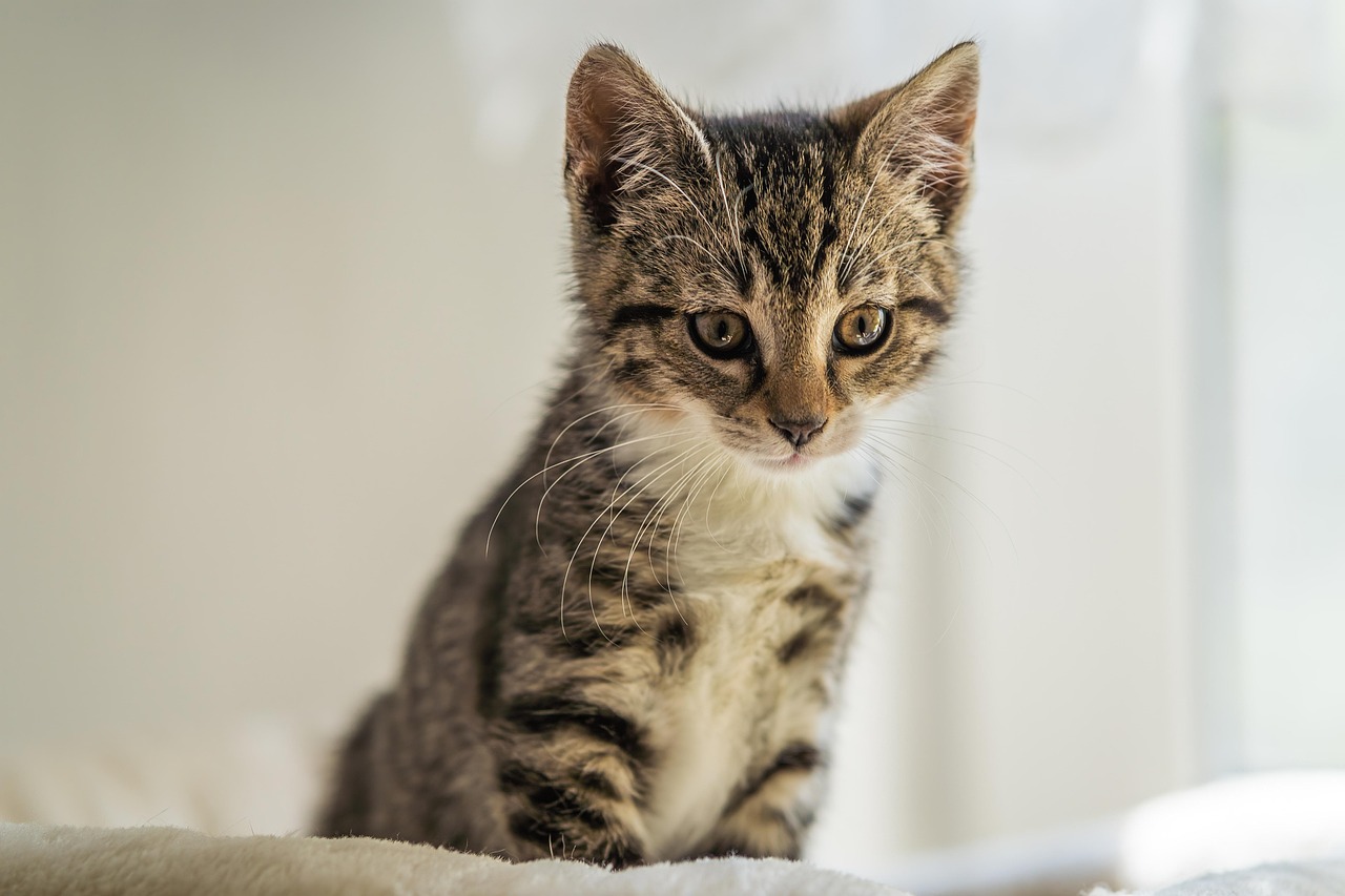 cat, kitten, young