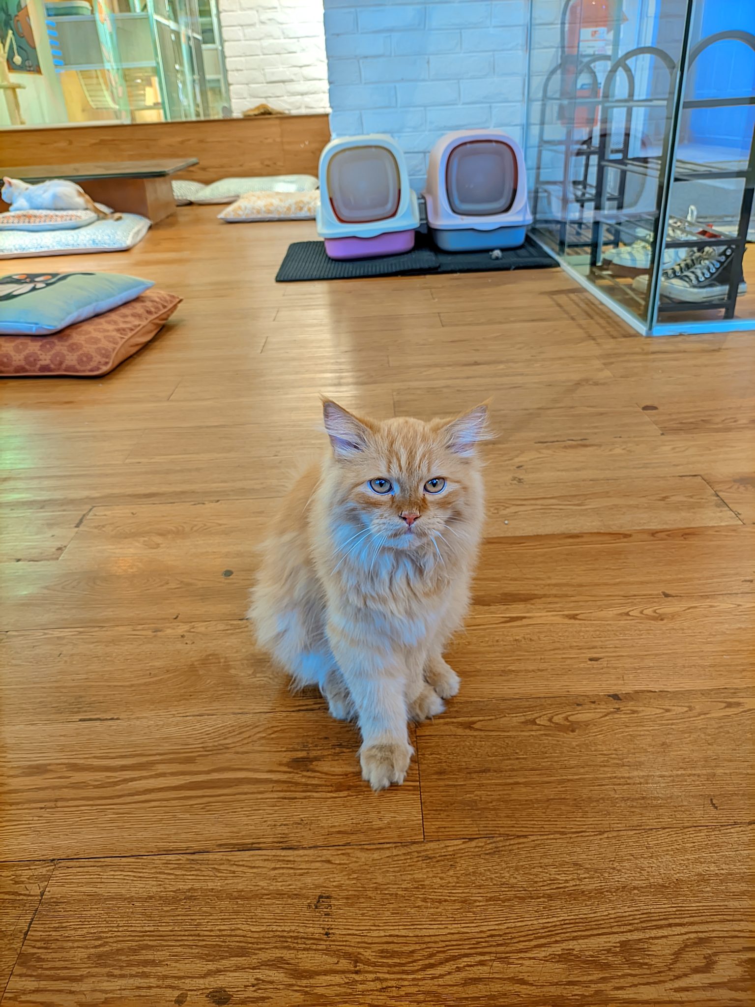 A fluffy, light orange cat with bright blue eyes sits on a wooden floor. In the background, there ar