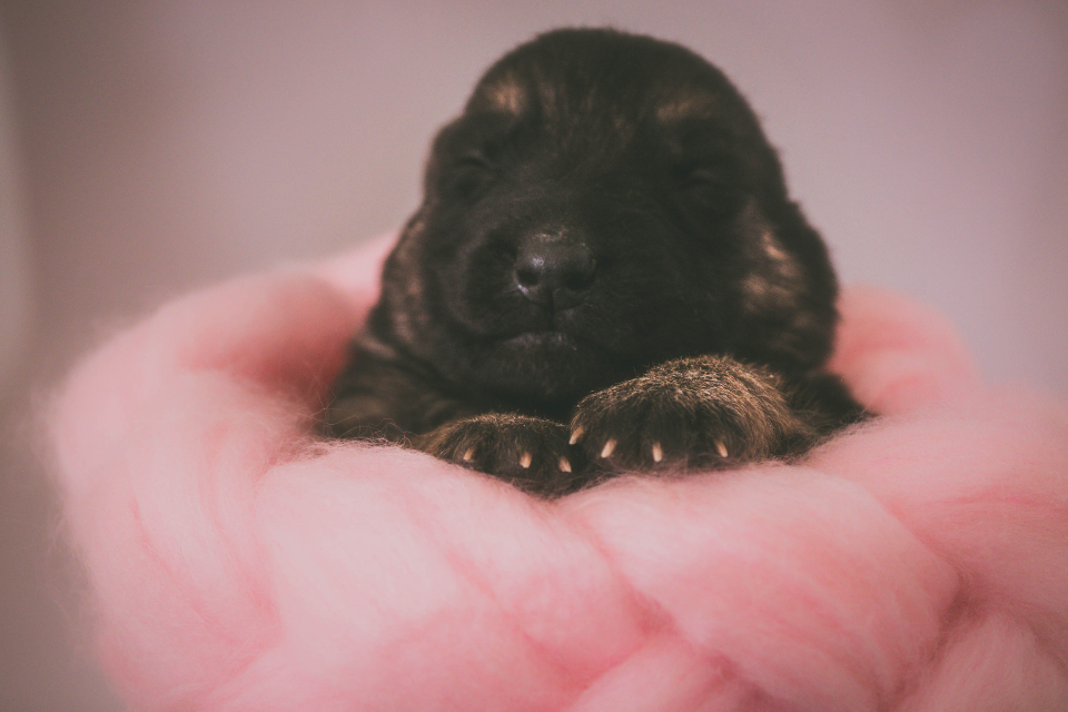 Puppy Dog