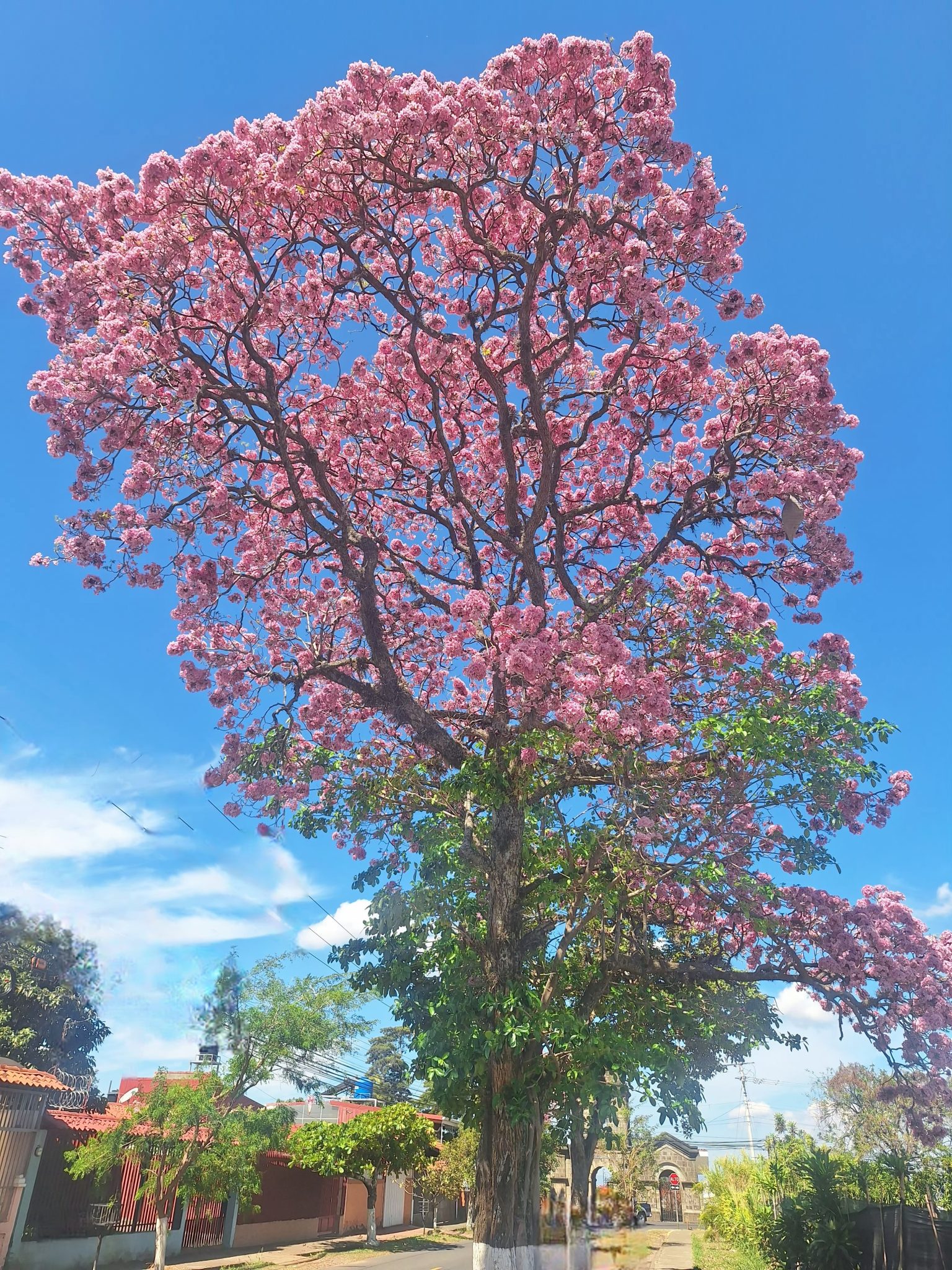 A vibrant pink flowering tree stands tall against a clear blue sky. The tree is full of blooming flo