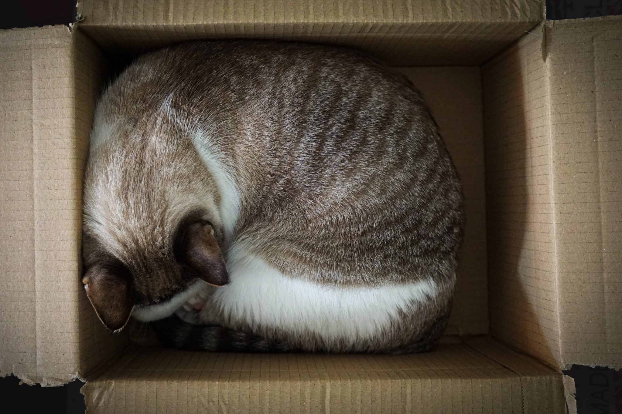White and brown cat sleeping in a cardboard box