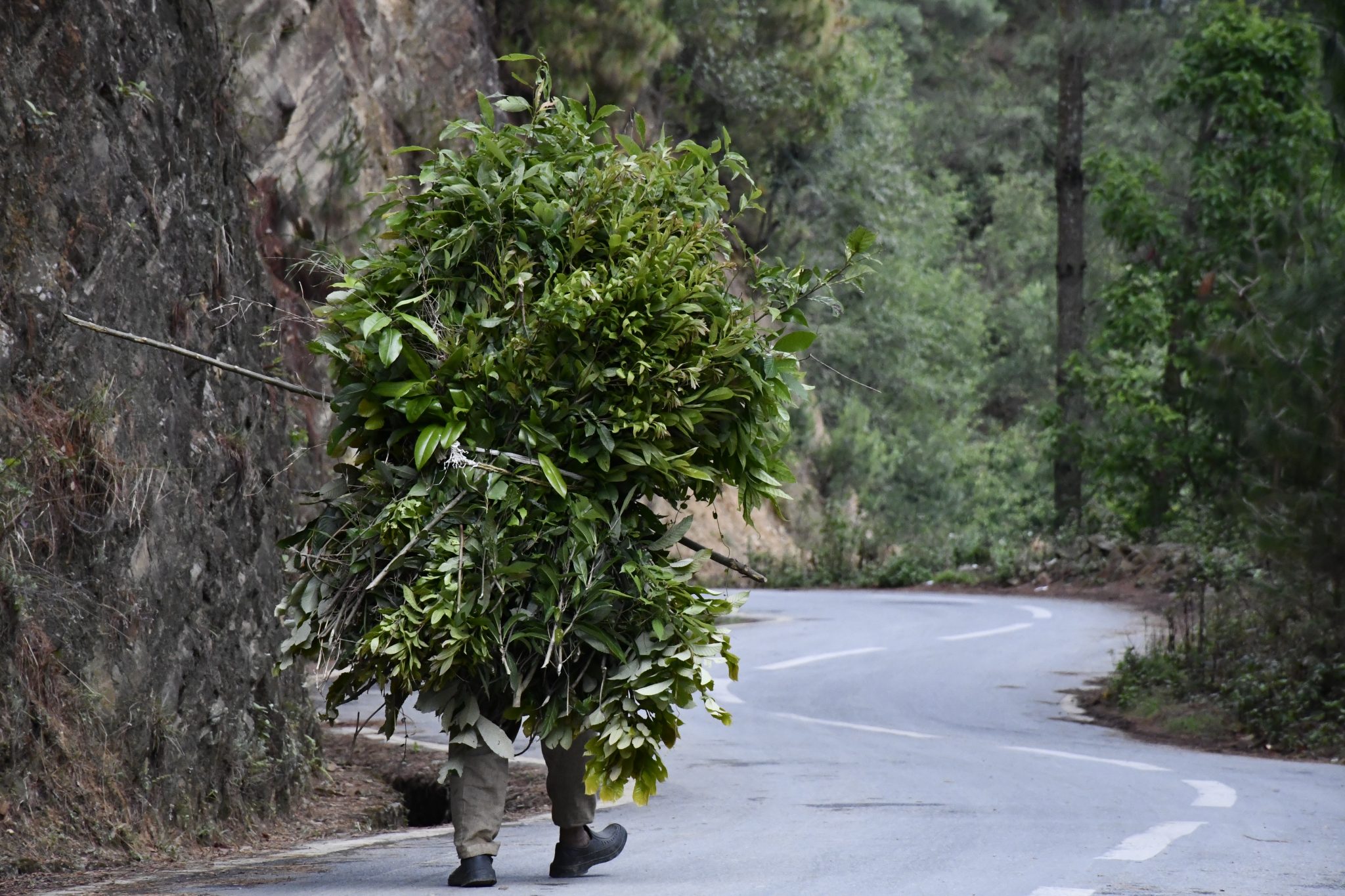 A person walks alone on a quiet winding road in a hilly rural area, carrying a large bundle of fresh