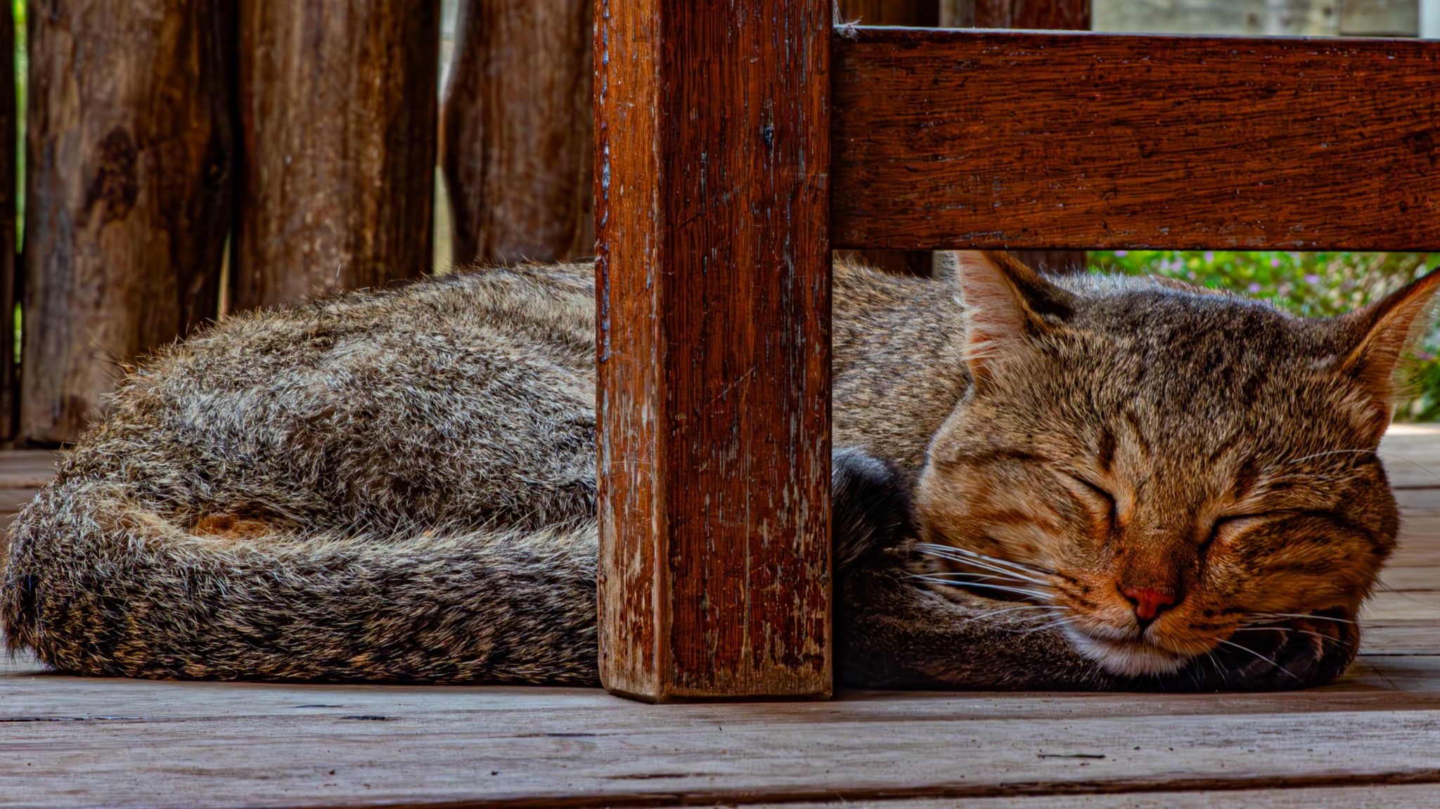 A tabby cat sleeps peacefully on a wooden deck, nestled under a wooden chair with its head resting o
