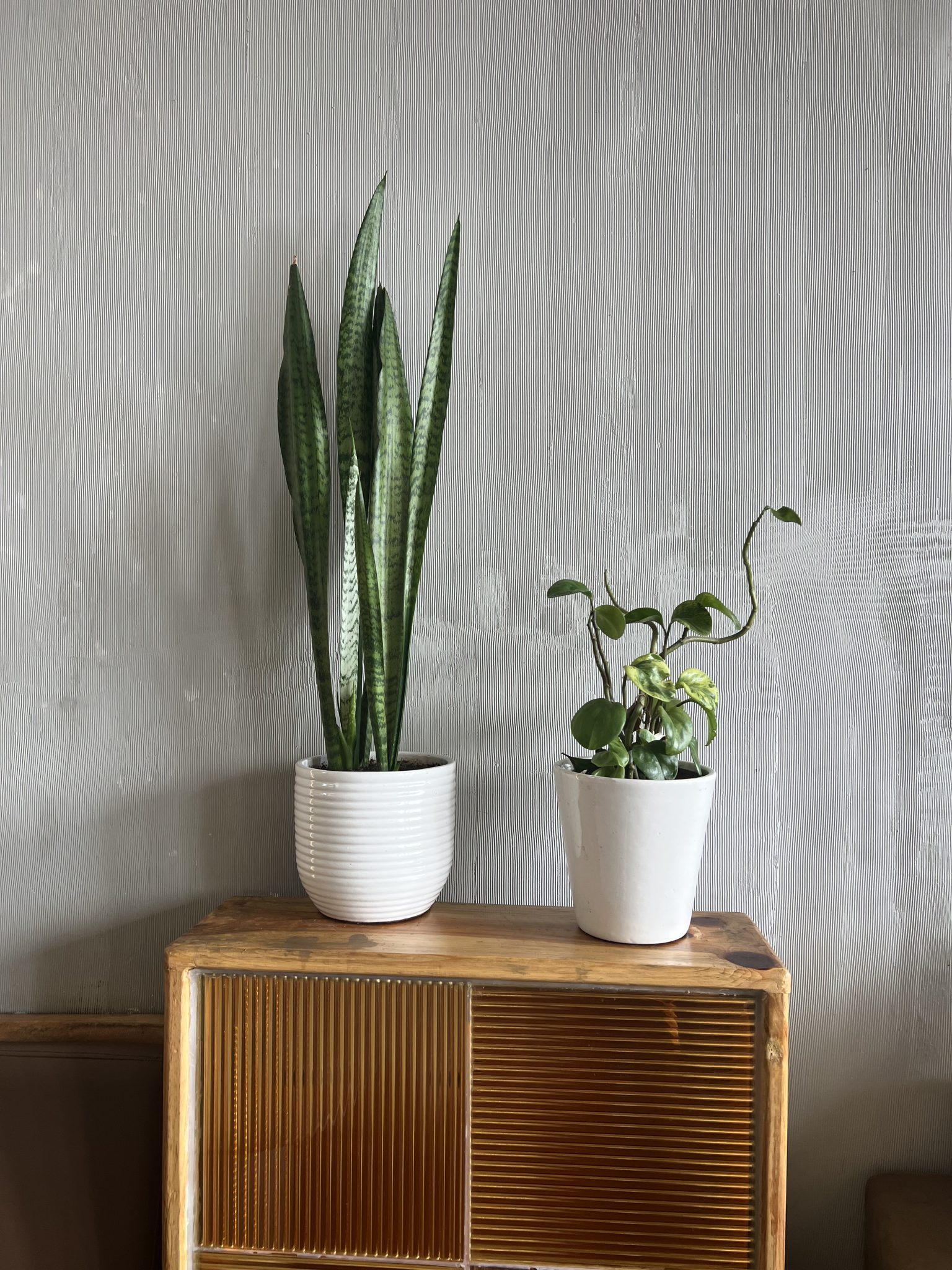 Two potted houseplants, a snake plant and a trailing vine, are on a wooden cabinet against a striped