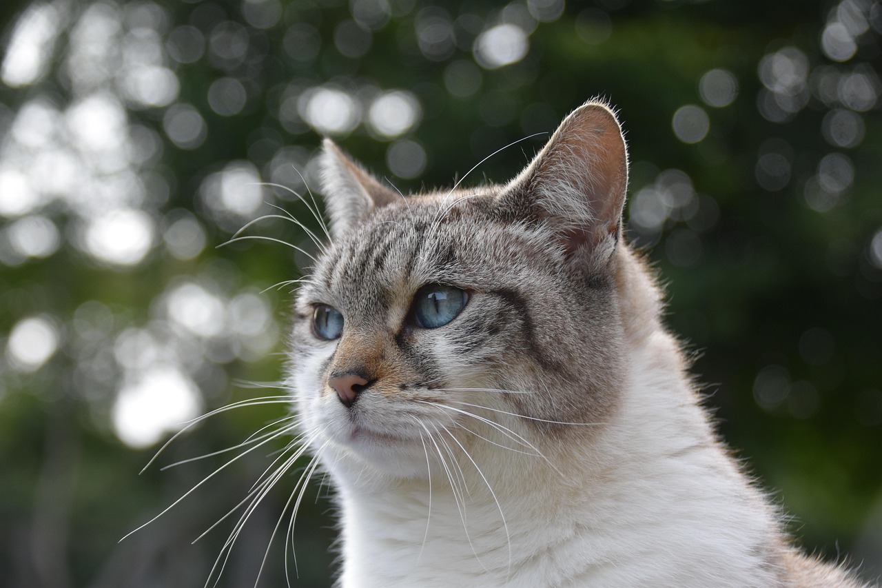 animal, nature, feline