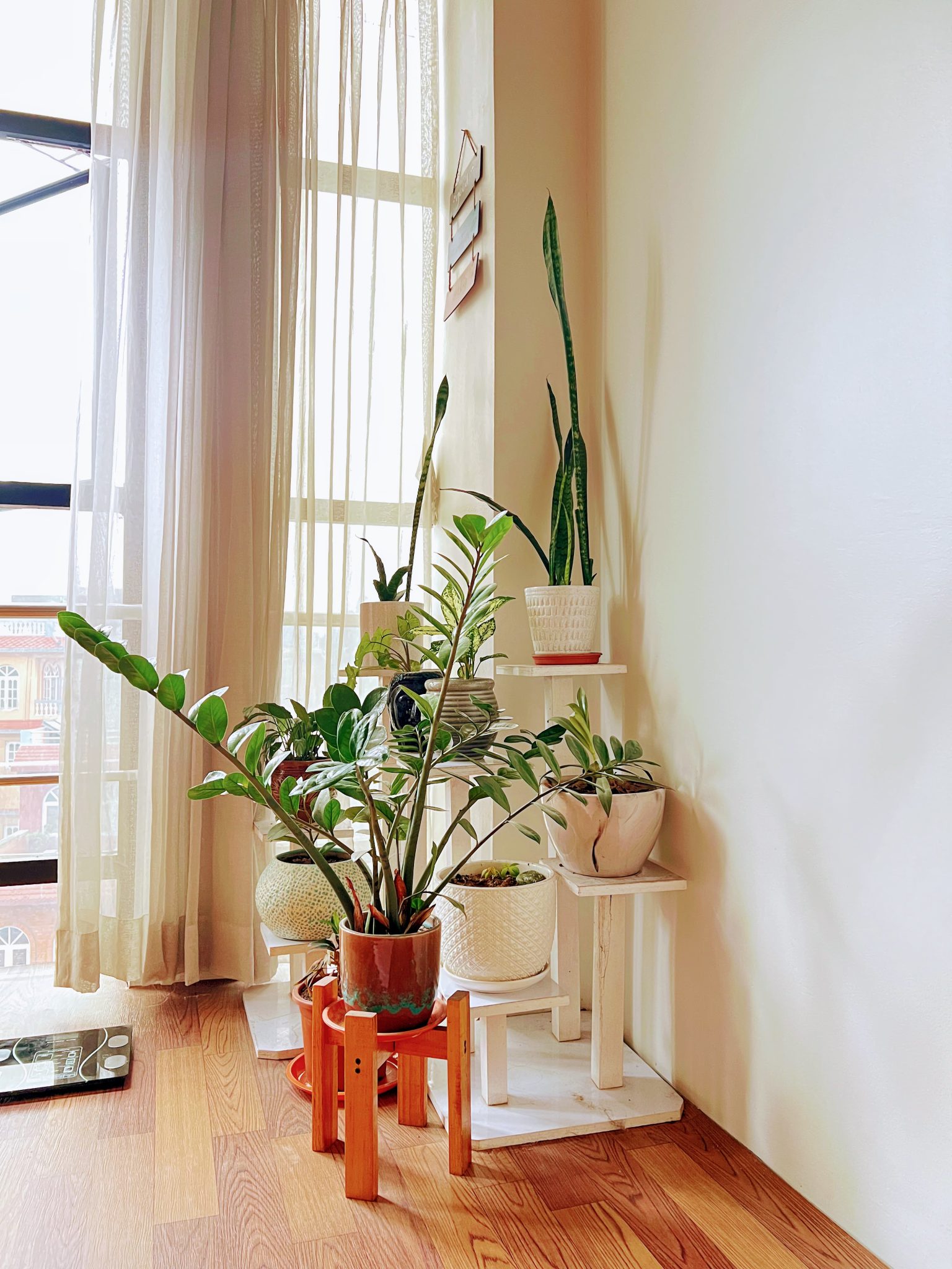 A collection of indoor houseplants, including a prominent ZZ plant and snake plants, arranged on whi