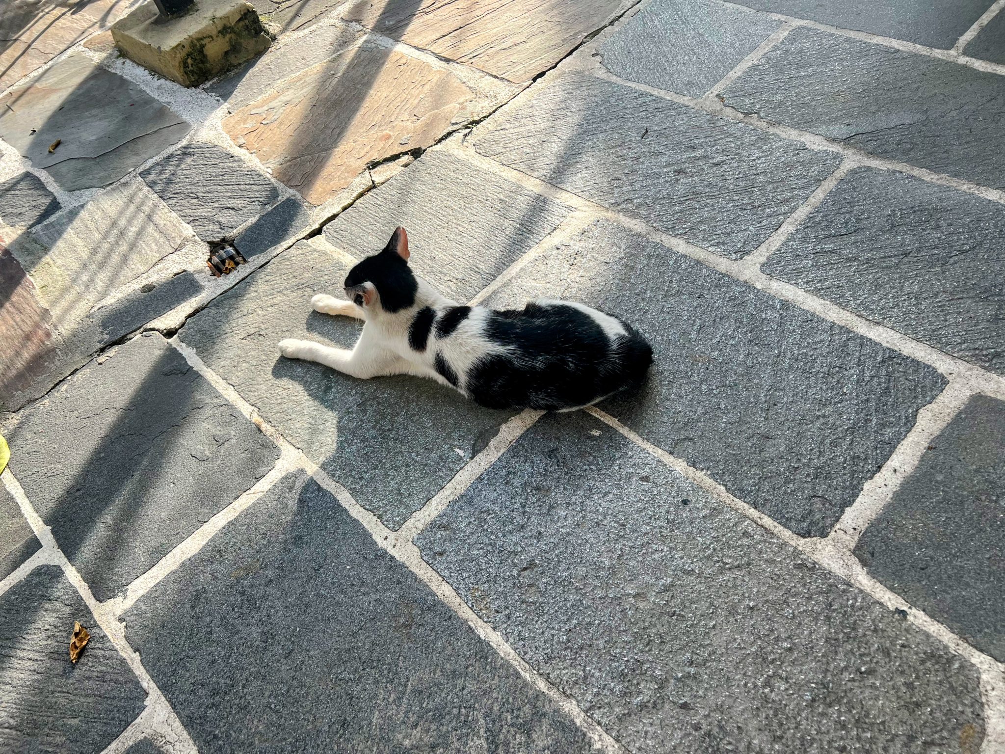 A small black and white cat lies stretched out on a large, gray flagstone patio in the sunlight.