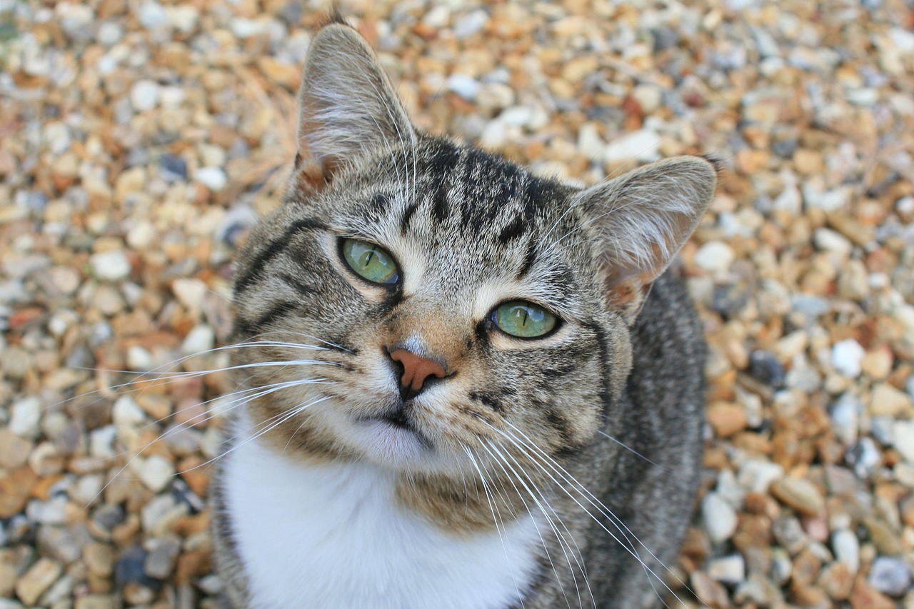 cat, staring, animal