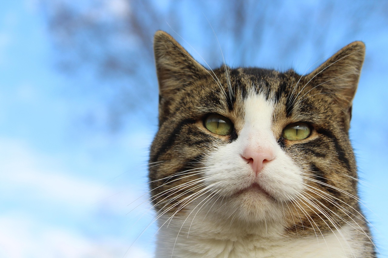 cat, thoughtful, stare