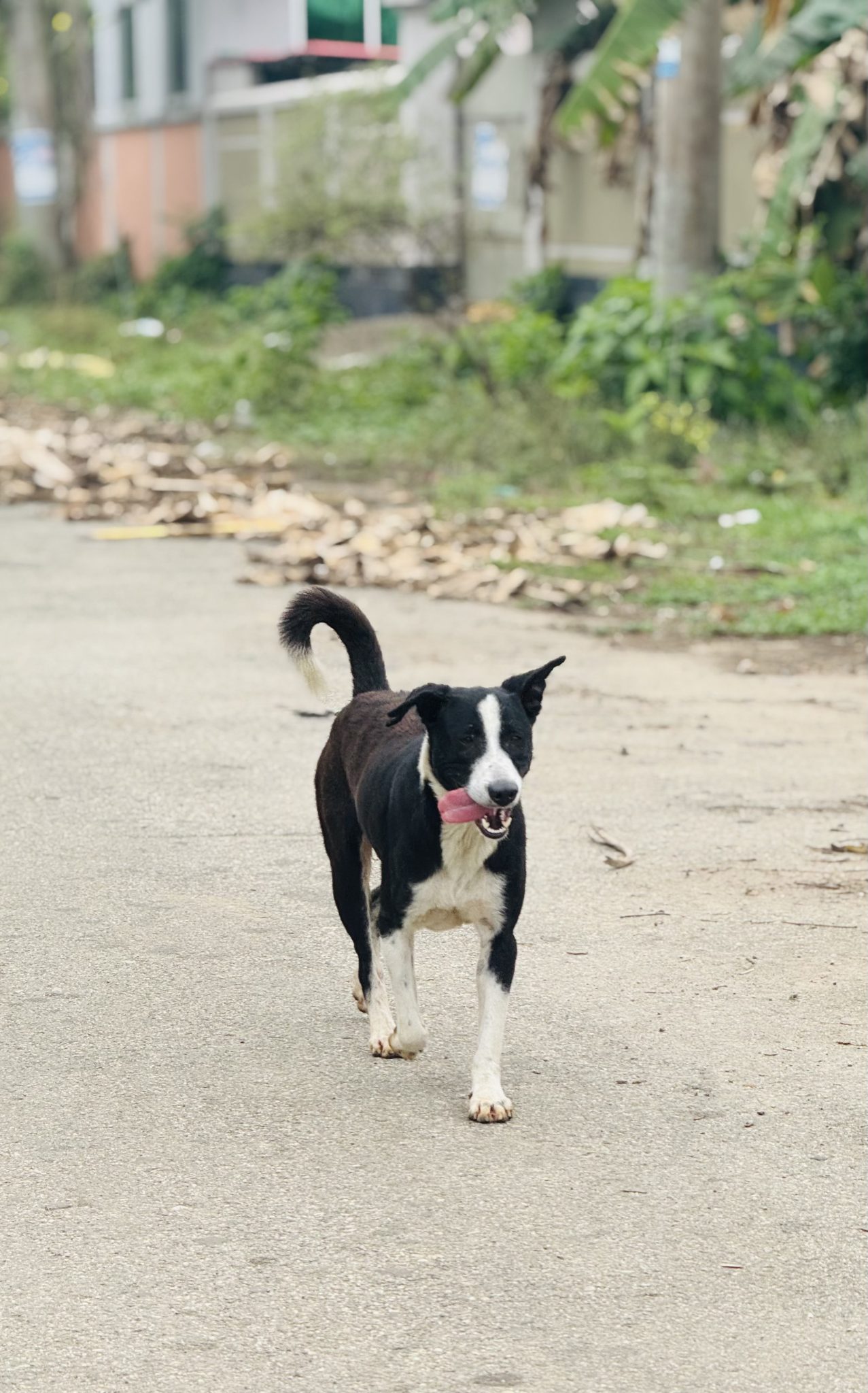 A black and white dog walking down a quiet street with its tongue out, in a peaceful rural setting w