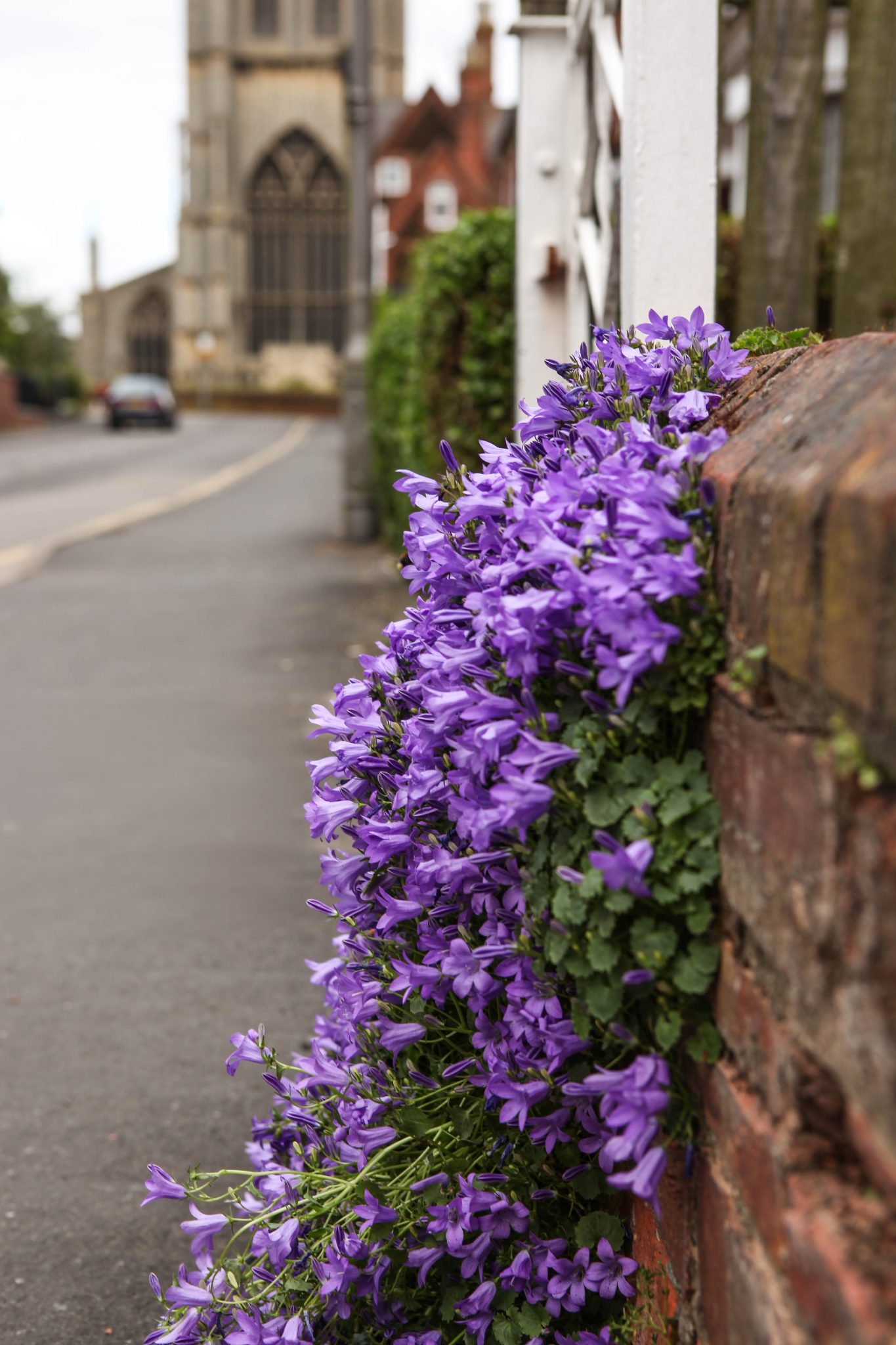 A vibrant cluster of purple bellflowers spills over the edge of a rustic brick wall in the immediate