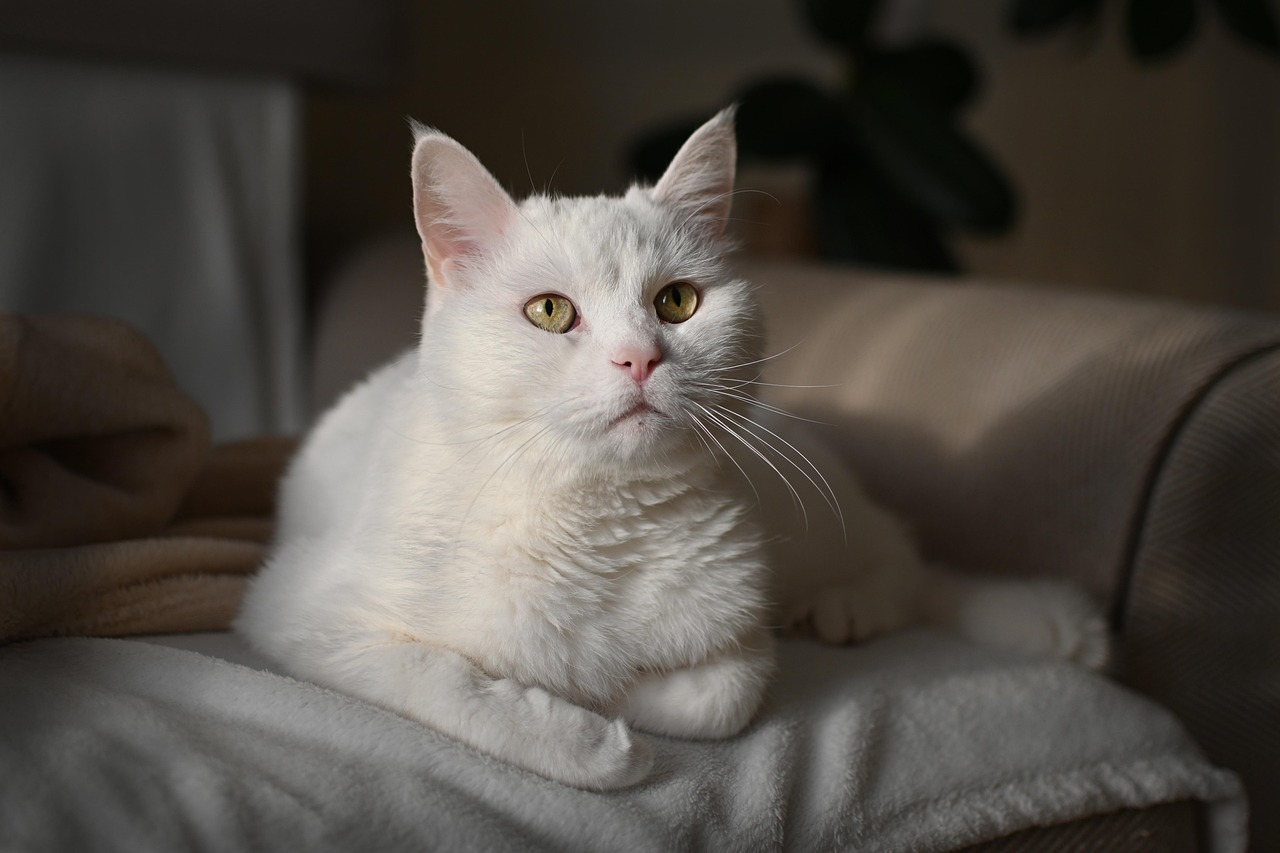 cat, nature, pet