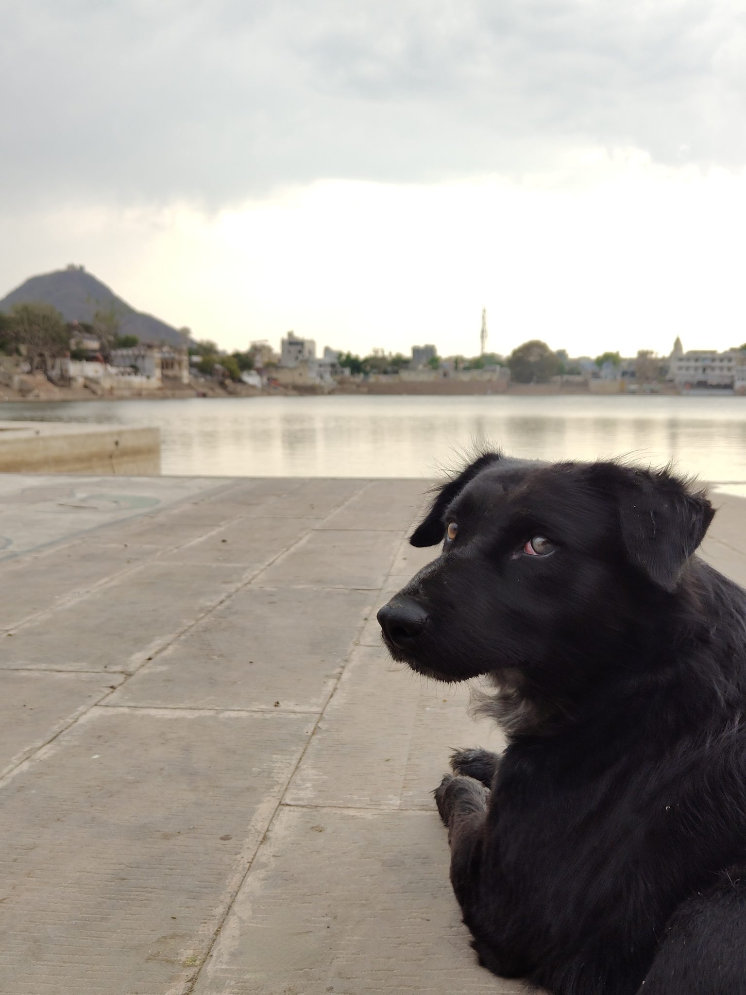 A black dog lying down on a concrete pavement by a body of water, with a view of a town and a hill i
