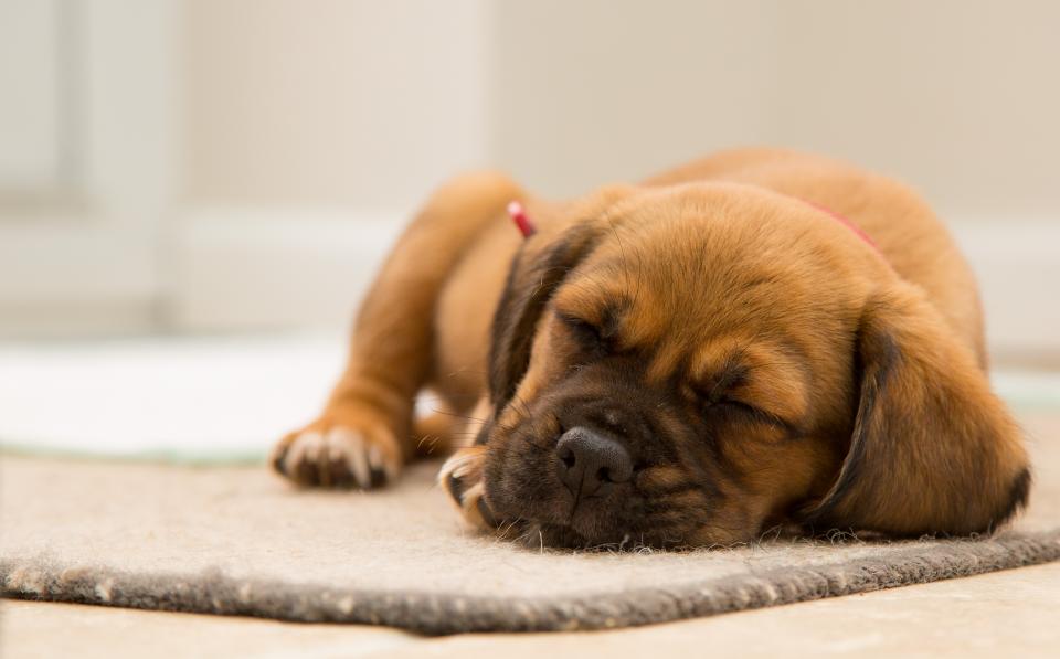 Brown Puppy