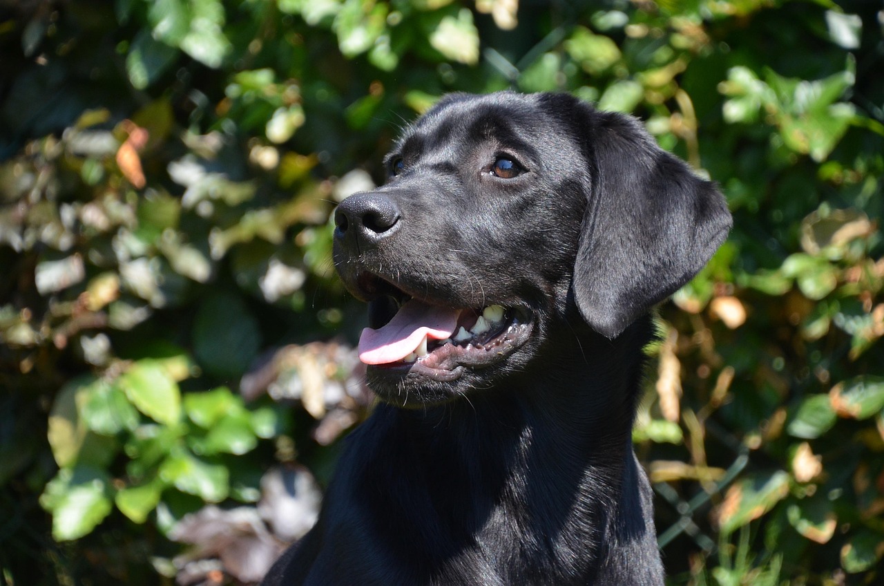 black, lab, happy