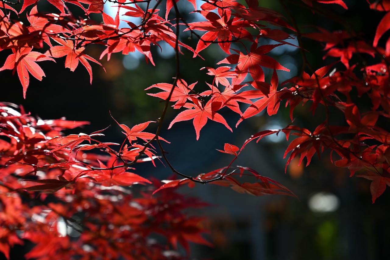 maple, autumn, leaves