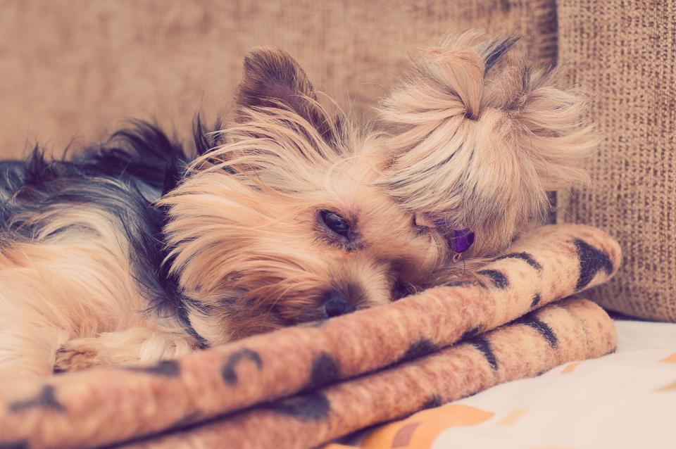 Yorkie Yorkshireterrier
