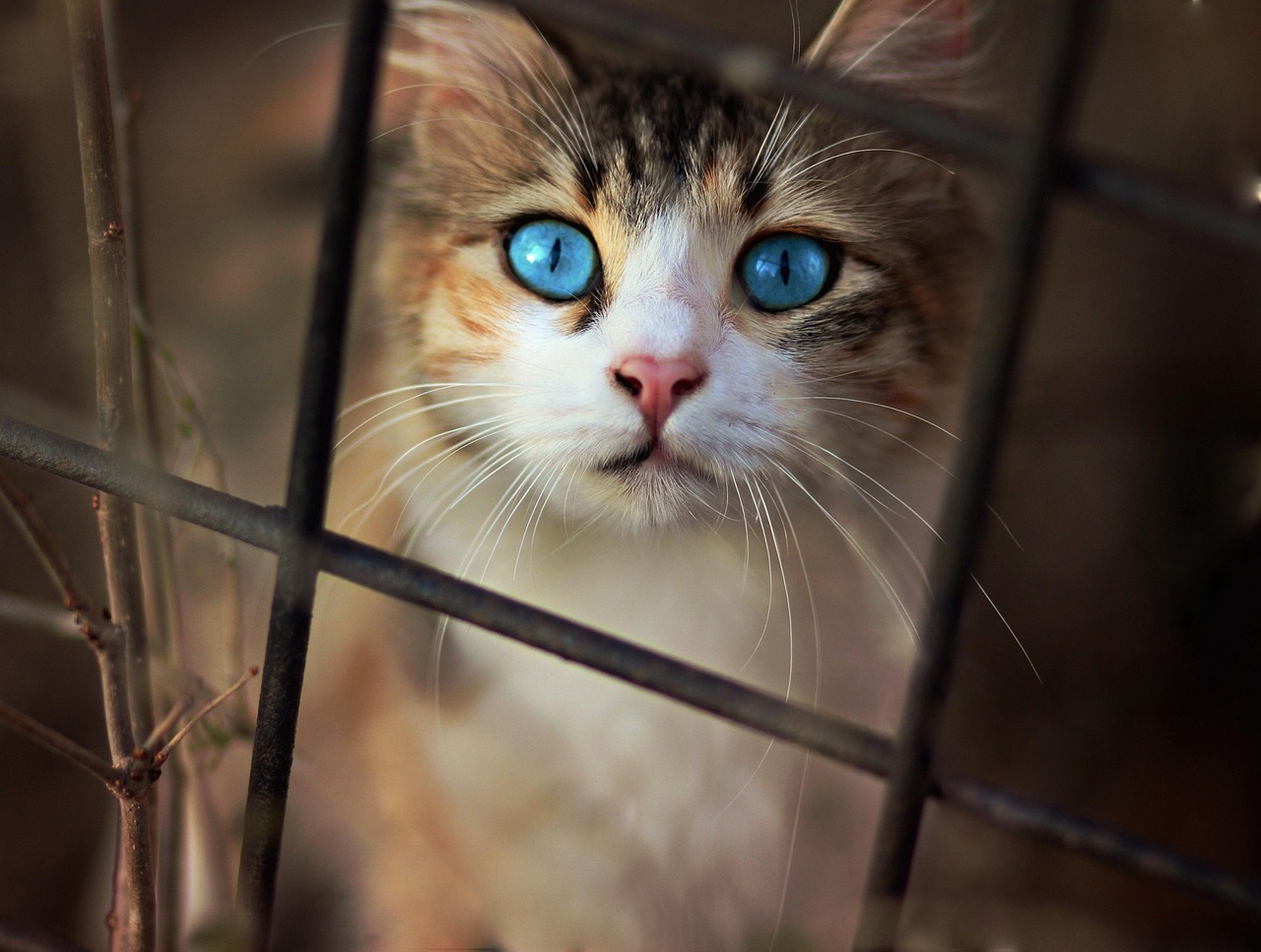 the cat, beautiful, blue eyes
