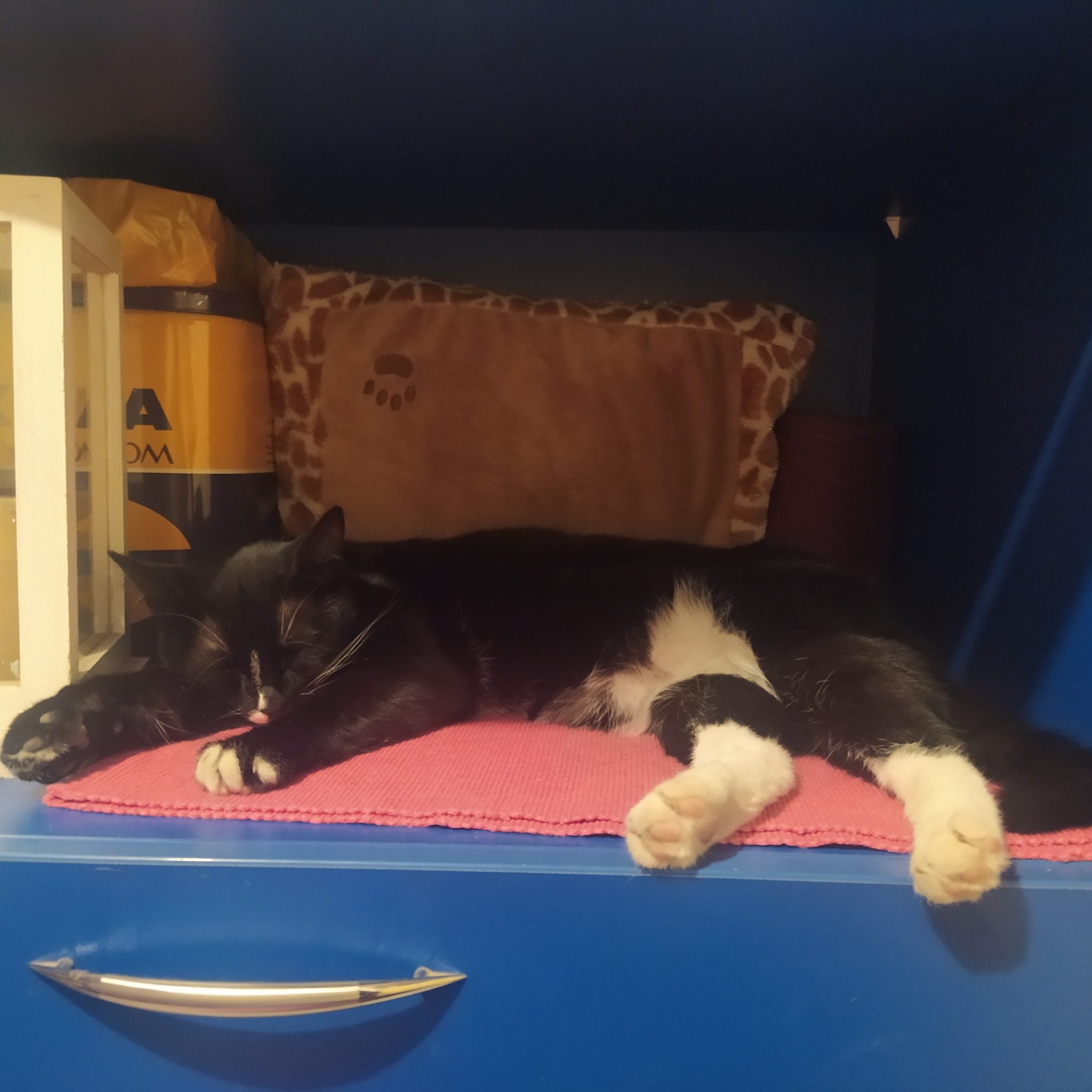Tuxedo cat sleeping on the blue furniture.