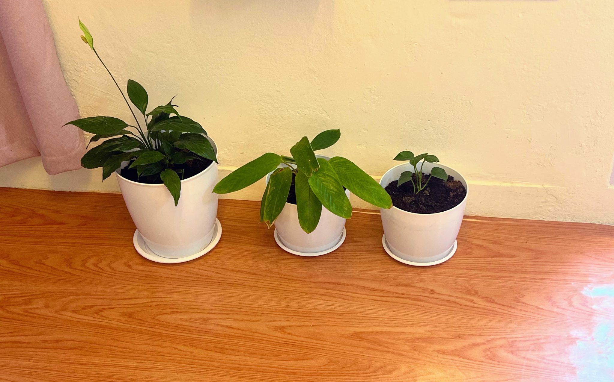 Three houseplants in white pots sit on a wooden floor against a pale yellow wall: one with a white s