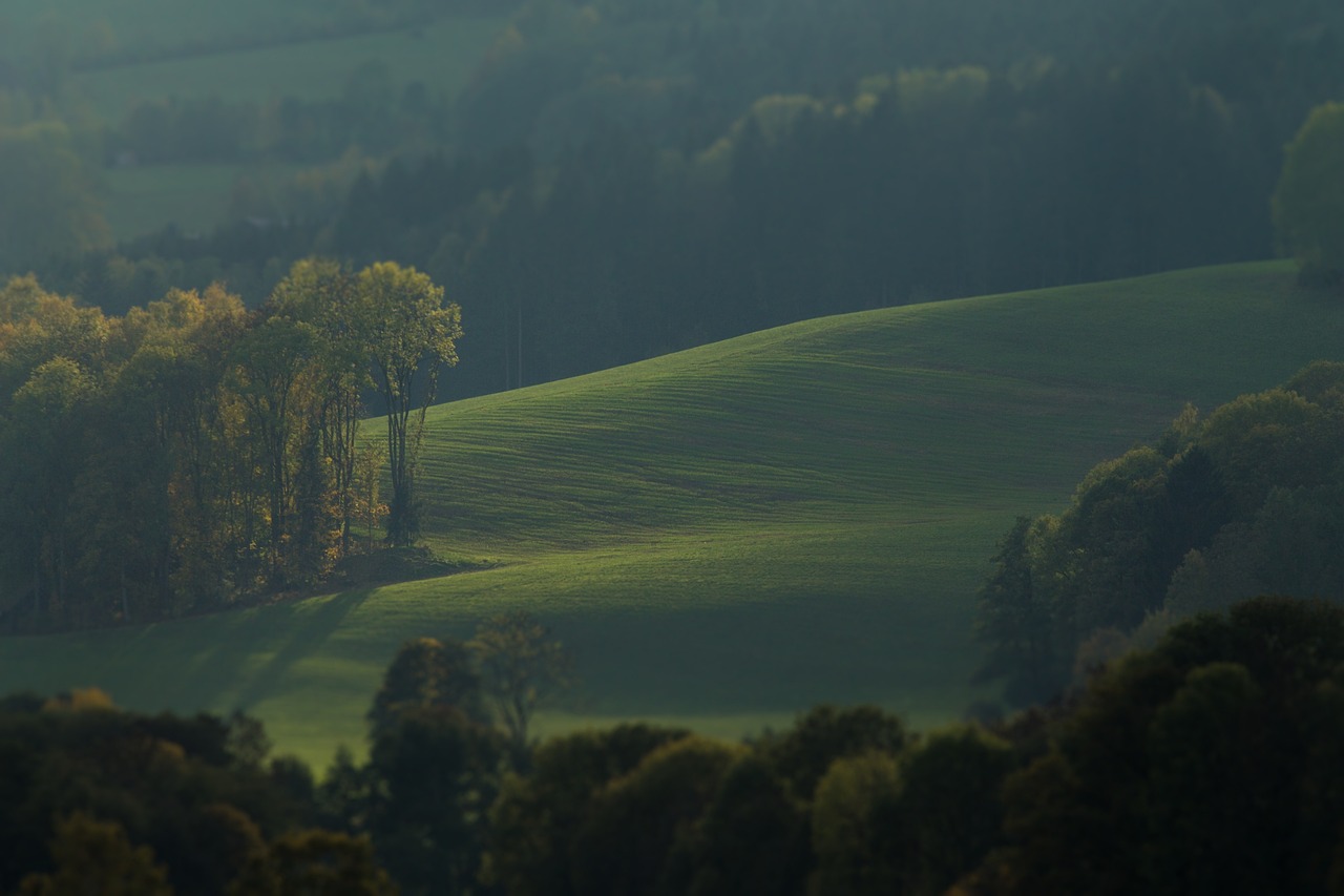 meadow, trees, landscape